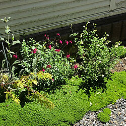 癒しの場所/お花と緑/いい天気/小さな花壇/多肉植物...などのインテリア実例 - 2020-05-11 11:42:48