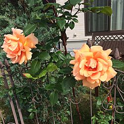 花のある暮らし/ばら/庭の花/薔薇/ガーデンフェンス...などのインテリア実例 - 2017-05-19 08:29:48