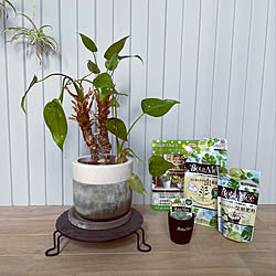 ロッキングチェア スイカのインテリア実例 Roomclip ルームクリップ