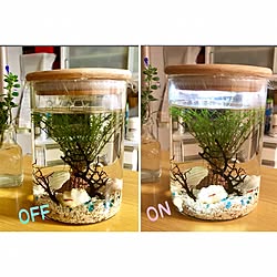 100均 ウィローモスのインテリア実例 Roomclip ルームクリップ