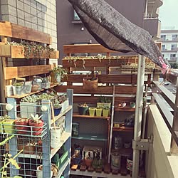 多肉植物 遮光のインテリア実例 Roomclip ルームクリップ 多肉植物 遮光のインテリア実例 Roomclip ルームクリップ