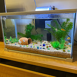 金魚 スポンジボブのおしゃれなアレンジ 飾り方のインテリア実例 Roomclip ルームクリップ