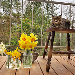 花のある暮らし/自然/椅子/お気に入り/猫スペース...などのインテリア実例 - 2020-04-03 21:46:46