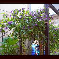 ハーブ 紫の花のインテリア実例 Roomclip ルームクリップ