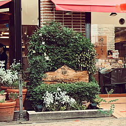 チーズケーキ/父ちゃん,ありがとうの日/日曜日/ケーキ店/初夏の陽気...などのインテリア実例 - 2020-06-21 09:21:37
