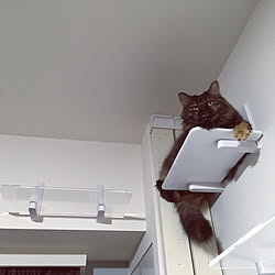 猫村さんのインテリア実例 Roomclip ルームクリップ