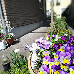 花のある暮らし/ありがとう♡/RCの出会いに感謝♡/春の庭/花と緑のある暮らし...などのインテリア実例 - 2019-03-23 18:26:59