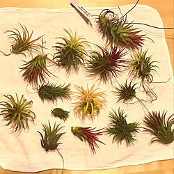 チランジア コルビーのインテリア実例 Roomclip ルームクリップ