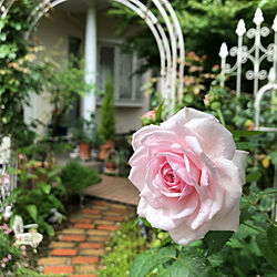 イングリッシュローズ/オリビアローズオースチン/ローズアーチ/雨のお庭/薔薇が好き...などのインテリア実例 - 2022-07-05 11:33:30