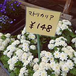 玄関/入り口/マトリカリア/初心者/家庭菜園/平屋...などのインテリア実例 - 2019-06-05 06:48:28