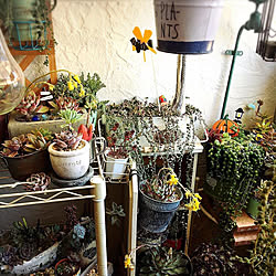 多肉植物/みどりのある暮らし/観葉植物のある暮らし/グリネ/バス/トイレのインテリア実例 - 2019-05-28 23:38:38