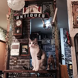 キッチン/イギリスパブ目指してます/カウンターDIY/パーテーションDIY/NO CAT,NO LIFE❤️...などのインテリア実例 - 2016-09-16 11:54:26