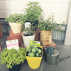 ゴールデンクイーンタイムのインテリア実例 Roomclip ルームクリップ