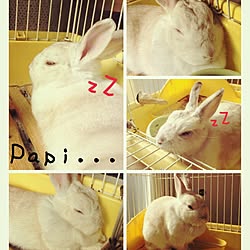 うさぎと暮らすのインテリア実例 Roomclip ルームクリップ