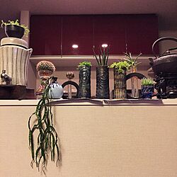キッチン/グリーンインテリア/器と植物/多肉植物/観葉植物のある生活...などのインテリア実例 - 2015-03-08 23:04:57