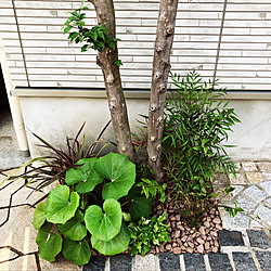 下草のインテリア実例 Roomclip ルームクリップ