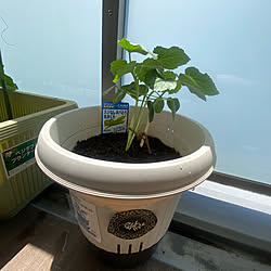 玄関 入り口 サントリー本気野菜のインテリア実例 Roomclip ルームクリップ