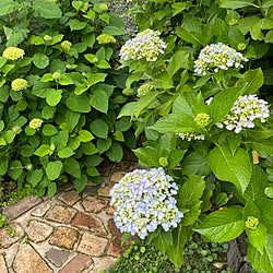 ピラミッド紫陽花 ノウム 玄関 入り口 ナチュラル アンティーク 紫陽花 アナベル などのインテリア実例 16 06 22 15 43 57 Roomclip ルームクリップ
