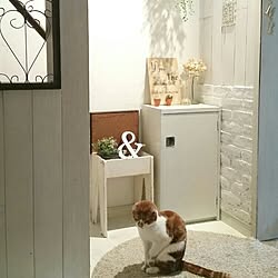 サイレントヒル ロビー君のインテリア実例 Roomclip ルームクリップ