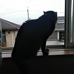 部屋全体/ねこのいる日常/ねこ/猫/猫と暮らす...などのインテリア実例 - 2019-03-19 16:41:23