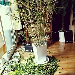 観葉植物 カフェ風 シマトネリコ 室内植物 リビング などのインテリア実例 15 07 04 07 15 05 Roomclip ルームクリップ