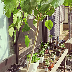 観葉植物 ポトス水差しのインテリア実例 Roomclip ルームクリップ 観葉植物 ポトス水差しのインテリア実例 Roomclip ルームクリップ