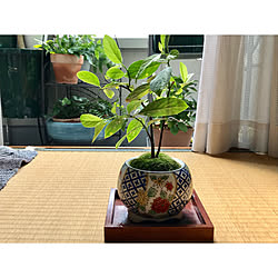玄関/入り口/畳/絵柄鉢/築20年/賃貸...などのインテリア実例 - 2018-08-06 00:44:17