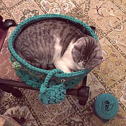 ベッド周り/猫/手編み/猫あるある/ズパゲッティ...などのインテリア実例 - 2017-04-29 20:03:46