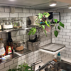 IKEA/DIY/壁紙屋本舗/壁紙/観葉植物...などのインテリア実例 - 2020-03-07 11:16:49