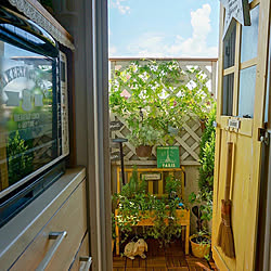 グリーンカーテンにチャレンジ ベランダガーデン 玄関 入り口のインテリア実例 06 25 06 28 19 Roomclip ルームクリップ