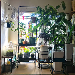 トローリーハンガー/くらしのeショップモニター/山善/暮らし感/植物のあり過ぎる暮らし...などのインテリア実例 - 2018-12-24 13:50:04