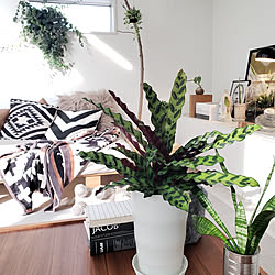 リビング カラテア ランキフォリアのインテリア実例 Roomclip ルームクリップ