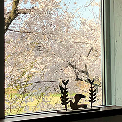 ストック 切り花の桜のインテリア実例 Roomclip ルームクリップ