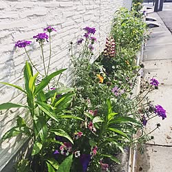 ルピナスのインテリア実例 Roomclip ルームクリップ