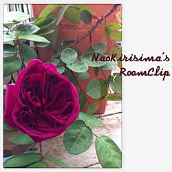 玄関/入り口/ガーデニング/植物/薔薇/ベランダガーデニングのインテリア実例 - 2013-04-17 09:46:00