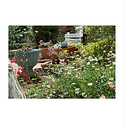 庭づくり/マイガーデン/花のある暮らし/庭の植物/庭の花...などのインテリア実例 - 2021-05-22 20:22:22
