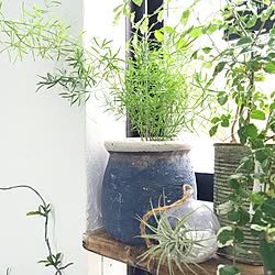 机/植物/ZOO会♡/関西好きやねん会/漆喰DIY...などのインテリア実例 - 2016-05-31 10:09:03