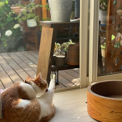 猫 ウッドデッキのインテリア実例 Roomclip ルームクリップ