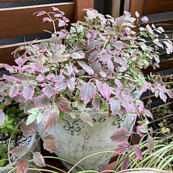 斑入りセリ フラミンゴのインテリア実例 Roomclip ルームクリップ