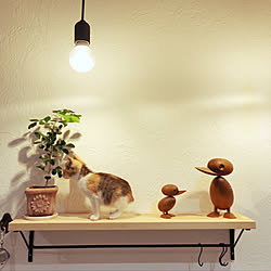 やんちゃな猫のインテリア実例 ｜ RoomClip（ルームクリップ）