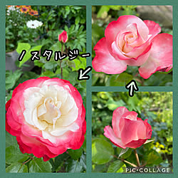 薔薇 ノスタルジーのインテリア実例 Roomclip ルームクリップ 薔薇 ノスタルジーのインテリア実例 Roomclip ルームクリップ
