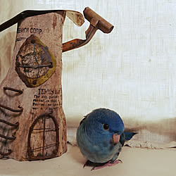 サザナミインコのインテリア実例 Roomclip ルームクリップ