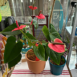 Tiki Torches Tiki 机 ソーラーライト たいまつライト などのインテリア実例 19 02 13 08 39 40 Roomclip ルームクリップ