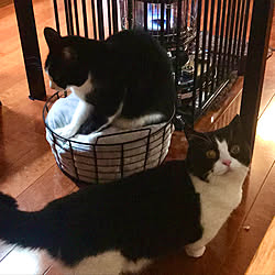 ストーブとネコのインテリア実例 | RoomClip(ルームクリップ)