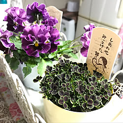 ベッド周り/確定申告も終了、ホッとしたのも束の間。/確定申告の時期ですょ!/フリル付きパンジー☆ボンゼヴェール/四つ葉のクローバー☺︎...などのインテリア実例 - 2019-02-08 09:02:48