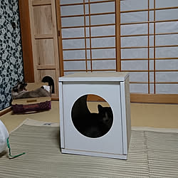 部屋全体/日本家屋/空き家再生/猫と暮らす/和室...などのインテリア実例 - 2019-09-06 12:40:10
