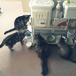 フードストッカー/東リ タイルカーペット/山善押入れ収納ラック/早食い防止ペット食器/猫の食事処...などのインテリア実例 - 2019-04-28 10:42:06