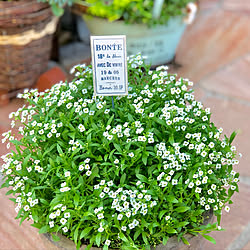 切り戻し１ヶ月後 Pwレモンスライス 玄関 入り口のインテリア実例 21 09 28 19 57 15 Roomclip ルームクリップ