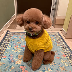 壁紙屋本舗 輸入壁紙ｄｉｙのインテリア 手作りの実例 Roomclip ルームクリップ