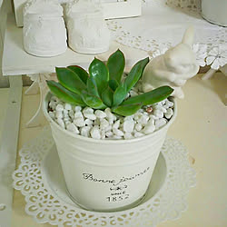 植物のある暮らし/NO GREEN NO LIFE/植物のある部屋/ホワイトインテリア/テメちゃんスタイル♡...などのインテリア実例 - 2017-08-31 23:56:35